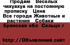 Продам.  Веселых чихуахуа на постоянную прописку › Цена ­ 8 000 - Все города Животные и растения » Собаки   . Брянская обл.,Сельцо г.